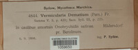 Colletotrichum dematium image